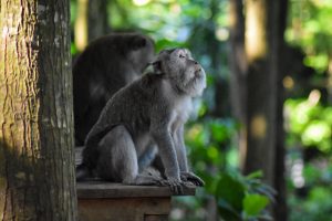 Ubud - Bali - Monkey Forest
