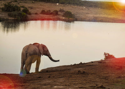Addo Nationalpark - Elefanten