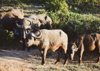 Addo Nationalpark - Büffel