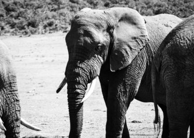 Addo Nationalpark - Elefant
