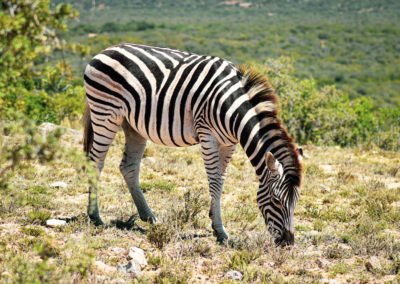Addo Nationalpark - Zebra